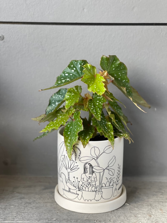 Lois Burke In Plant Love Planter Houseplant