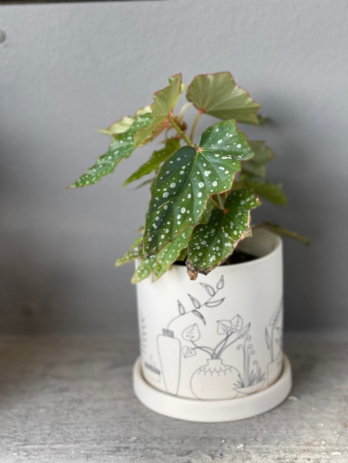 Lois Burke In Plant Love Planter Houseplant