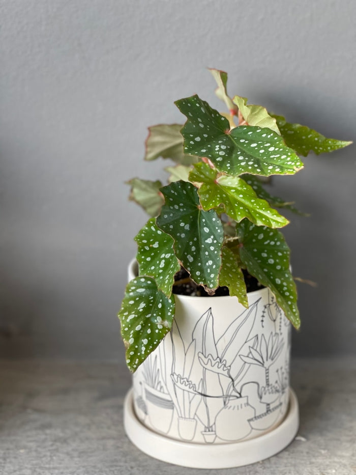 Lois Burke In Plant Love Planter Houseplant