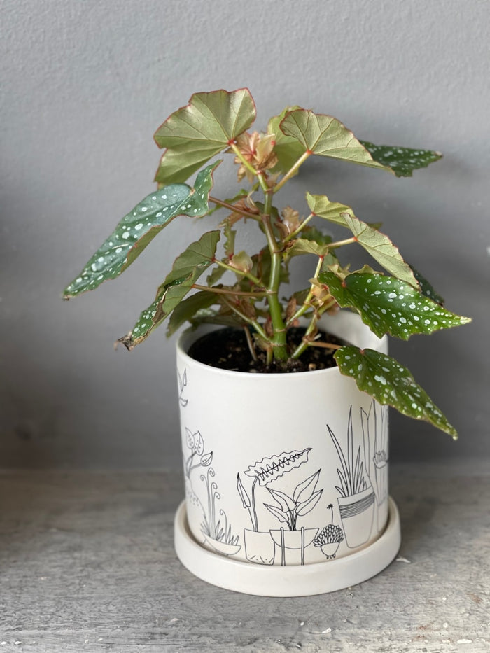 Lois Burke In Plant Love Planter Houseplant