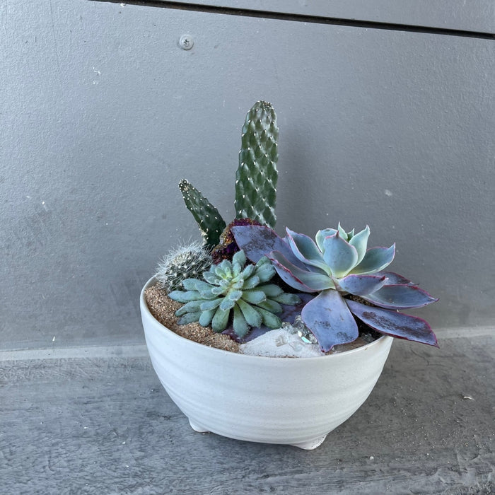 Marakeesh Garden Succulent