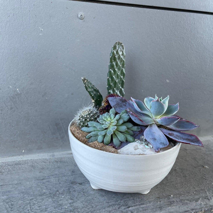 Marakeesh Garden Succulent