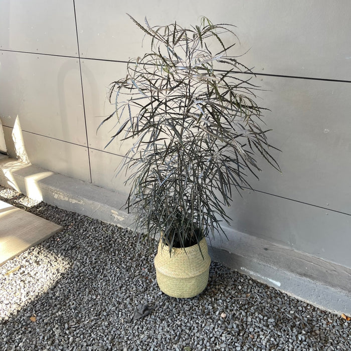 Mary Jane Aralia In Sea Grass Basket Houseplant