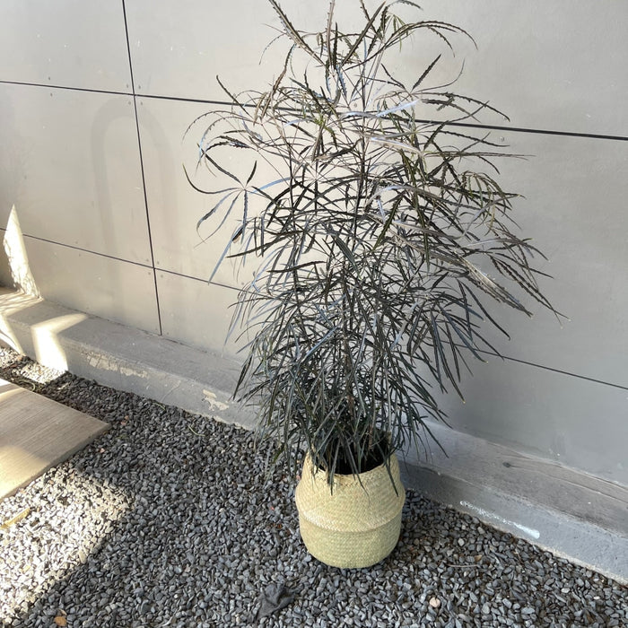 Mary Jane Aralia In Sea Grass Basket Houseplant