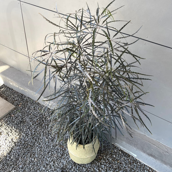 Mary Jane Aralia In Sea Grass Basket Houseplant